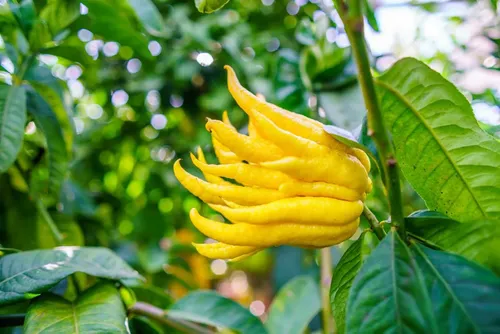 Limonero Mano De Buda Xl Frutal Injertado Exótico 2