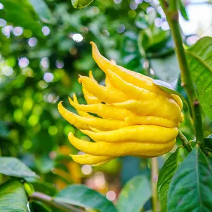Limonero Mano De Buda Xl Frutal Injertado Exótico 2