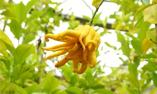 Limonero Mano De Buda Xl Frutal Injertado Exótico 3
