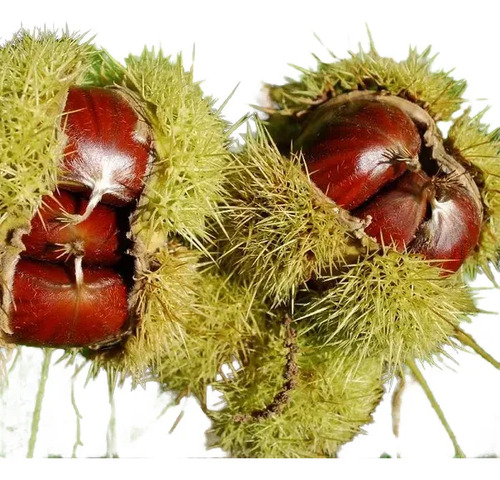 Árbol Frutal De Castaña 1