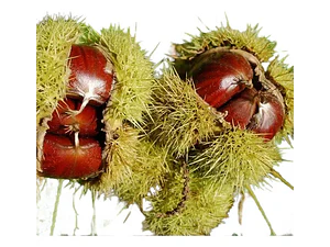 Árbol Frutal De Castaña