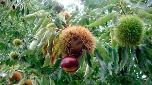 Árbol Frutal De Castaña 2