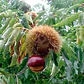 Árbol Frutal De Castaña - Miniatura 2