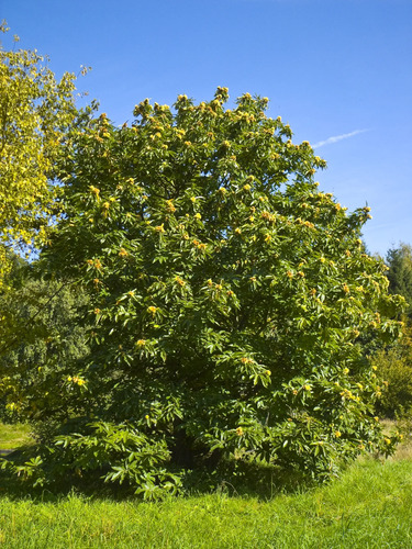 Árbol Frutal De Castaña 3