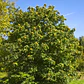 Árbol Frutal De Castaña - Miniatura 3