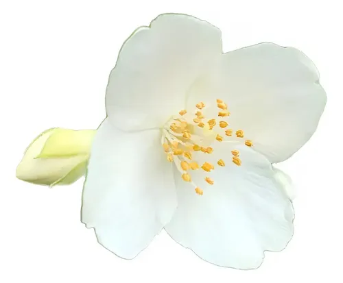 Jazmín De Siberia 2 Mts Arbusto Ornamental Flor Exótico 1
