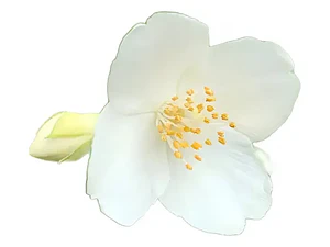 Jazmín De Siberia 2 Mts Arbusto Ornamental Flor Exótico
