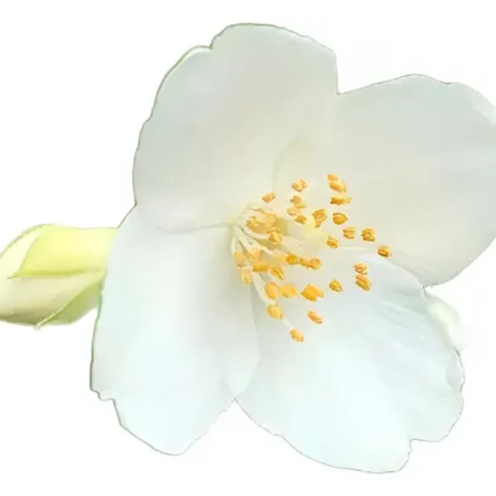 Jazmín De Siberia 2 Mts Arbusto Ornamental Flor Exótico 1