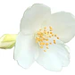 Jazmín De Siberia 2 Mts Arbusto Ornamental Flor Exótico - Miniatura 1
