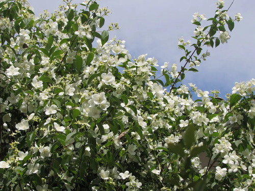 Jazmín De Siberia 2 Mts Arbusto Ornamental Flor Exótico 2