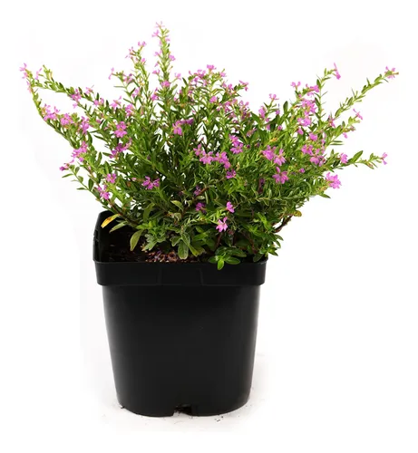 Verónica Colombiana Cuphea Hyssopifolia Arbusto Pequeño 1