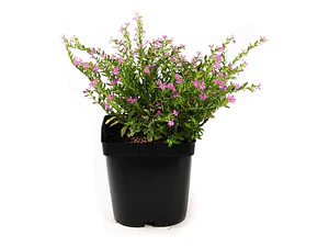 Verónica Colombiana Cuphea Hyssopifolia Arbusto Pequeño