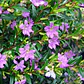 Verónica Colombiana Cuphea Hyssopifolia Arbusto Pequeño - Miniatura 2