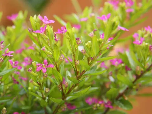 Verónica Colombiana Cuphea Hyssopifolia Arbusto Pequeño 3