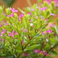 Verónica Colombiana Cuphea Hyssopifolia Arbusto Pequeño - Miniatura 3