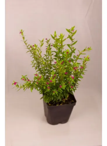 Verónica Colombiana Cuphea Hyssopifolia Arbusto Pequeño 4