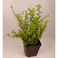 Verónica Colombiana Cuphea Hyssopifolia Arbusto Pequeño - Miniatura 4