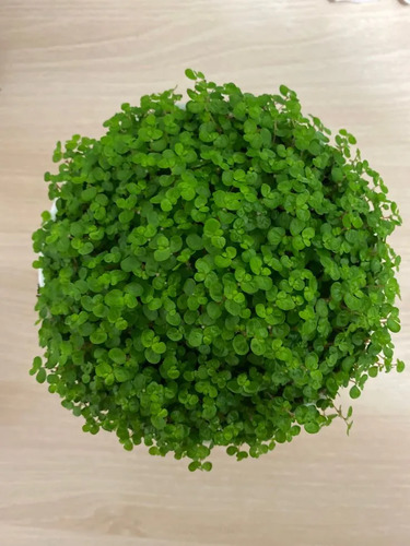 Pack De 10 Colchón De La Novia Cubresuelo Ornamental 1
