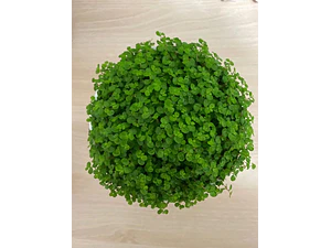 Pack De 10 Colchón De La Novia Cubresuelo Ornamental