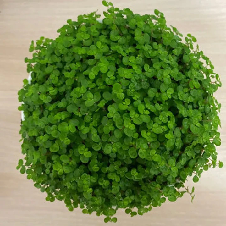 Pack De 10 Colchón De La Novia Cubresuelo Ornamental 1