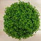 Pack De 10 Colchón De La Novia Cubresuelo Ornamental - Miniatura 1
