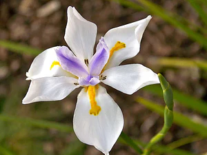 Dietes Grandinflora Arbusto Ornamental Flor