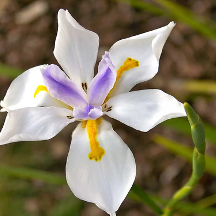 Dietes Grandinflora Arbusto Ornamental Flor 1