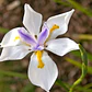 Dietes Grandinflora Arbusto Ornamental Flor - Miniatura 1
