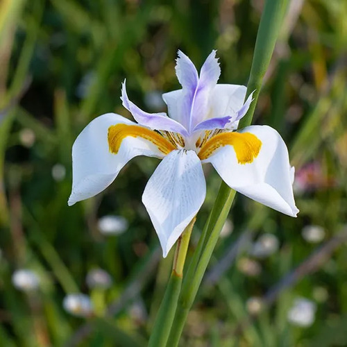 Dietes Grandinflora Arbusto Ornamental Flor 2