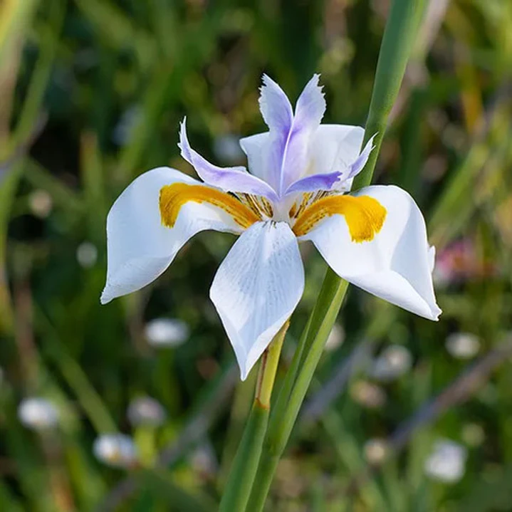Dietes Grandinflora Arbusto Ornamental Flor 2