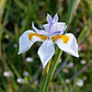 Dietes Grandinflora Arbusto Ornamental Flor - Miniatura 2