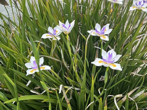 Dietes Grandinflora Arbusto Ornamental Flor 3