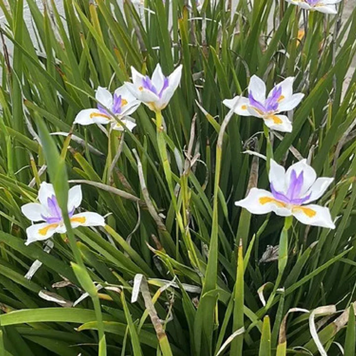 Dietes Grandinflora Arbusto Ornamental Flor 3