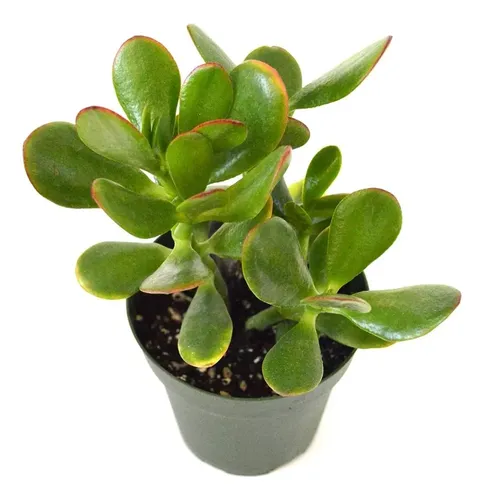 Jade Crassula Ovata Mediano Arbusto Ornamental 1