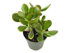 Jade Crassula Ovata Mediano Arbusto Ornamental