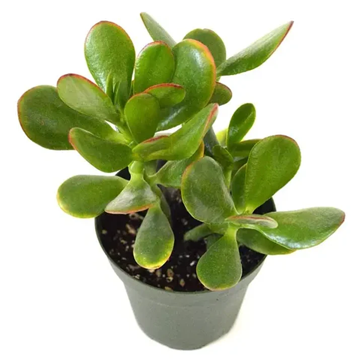 Jade Crassula Ovata Mediano Arbusto Ornamental 1