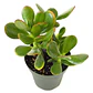 Jade Crassula Ovata Mediano Arbusto Ornamental - Miniatura 1