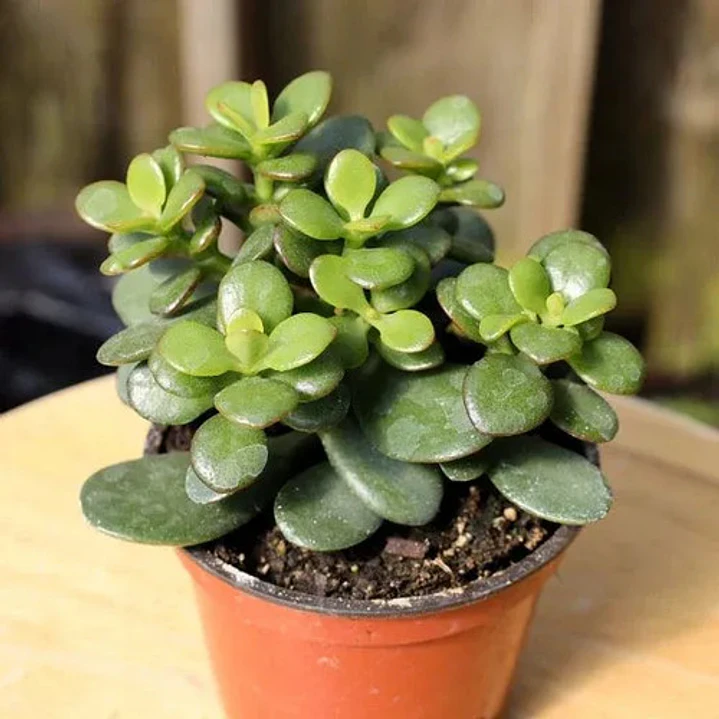 Jade Crassula Ovata Mediano Arbusto Ornamental 2