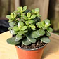 Jade Crassula Ovata Mediano Arbusto Ornamental - Miniatura 2