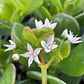 Jade Crassula Ovata Mediano Arbusto Ornamental - Miniatura 3