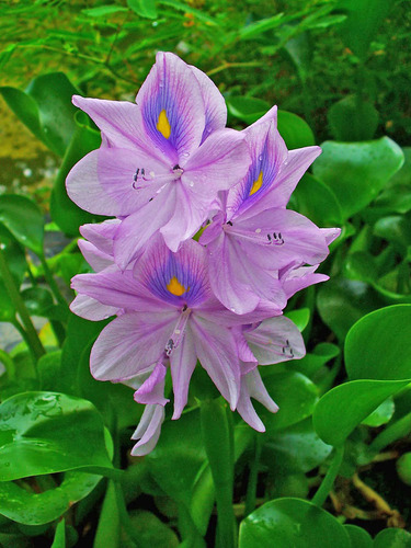 Jacinto De Agua Eichhornia Crassipes 1