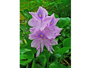 Jacinto De Agua Eichhornia Crassipes