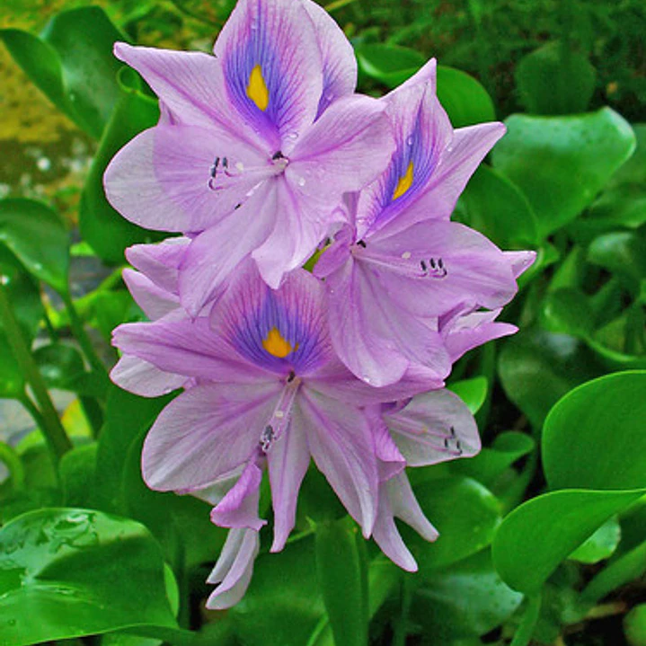 Jacinto De Agua Eichhornia Crassipes 1