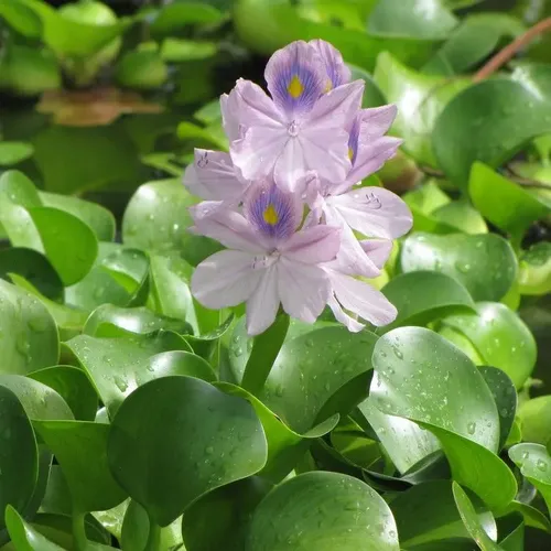 Jacinto De Agua Eichhornia Crassipes 2