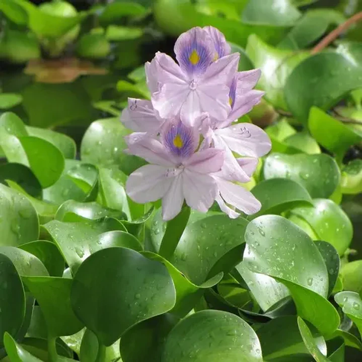 Jacinto De Agua Eichhornia Crassipes 2