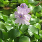 Jacinto De Agua Eichhornia Crassipes - Miniatura 2