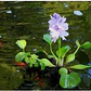 Jacinto De Agua Eichhornia Crassipes - Miniatura 3