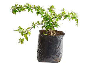 Abelia Enana Arbusto Ornamental