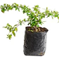 Abelia Enana Arbusto Ornamental - Miniatura 1