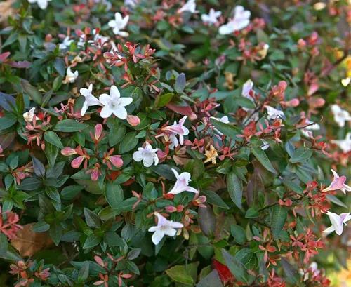 Abelia Enana Arbusto Ornamental 2